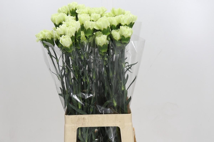 <h4>Dianthus St Lady Midori</h4>