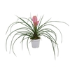 TILLANDSIA CYANEA P12