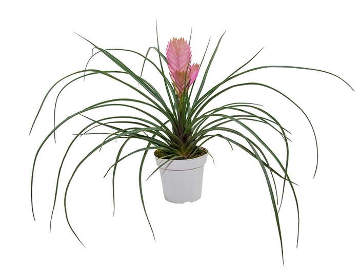 TILLANDSIA CYANEA P12