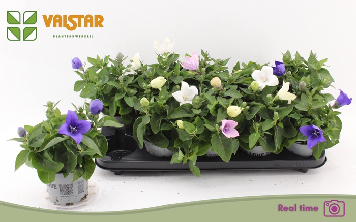 <h4>PLATYCO GR GEM</h4>