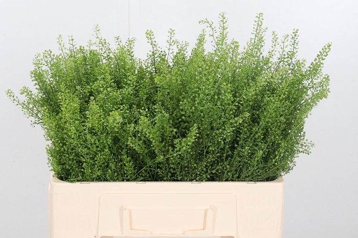 Lepidium Vir. Gwelo Green