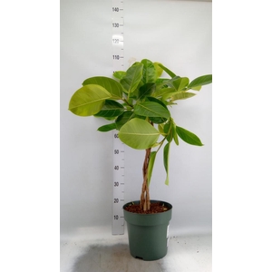 Ficus altissima