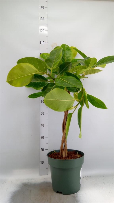 <h4>Ficus altissima</h4>