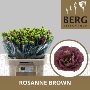 EUS G ROSAN BROWN