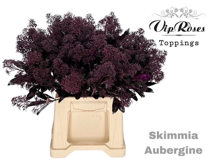 <h4>SKIMMIA AUBERGINE</h4>