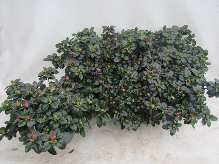 <h4>RHODO SI TOSH PARIS</h4>