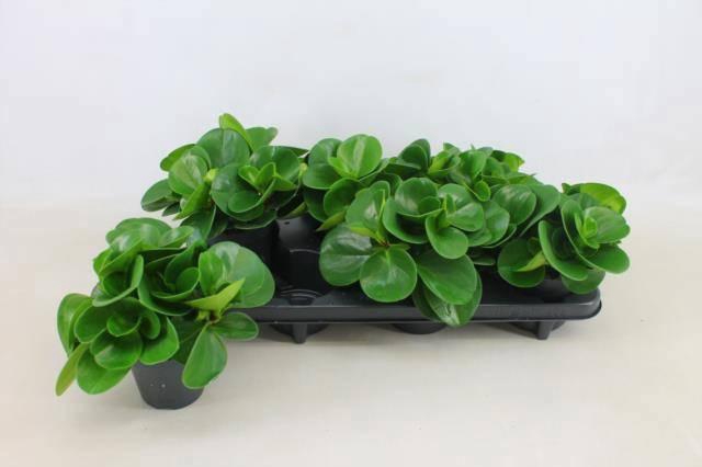 <h4>PEP OBT GREEN GOLD</h4>