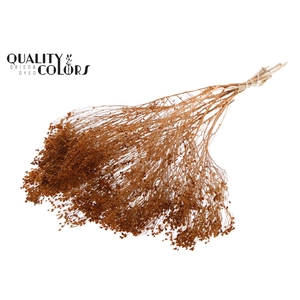 Broom Bloom p/bunch in poly Terracotta