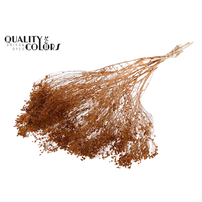 <h4>Broom Bloom p/bunch in poly Terracotta</h4>