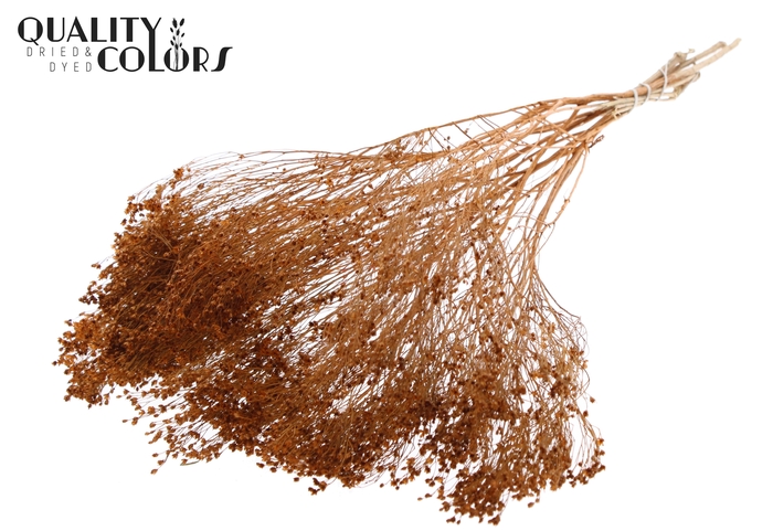 Broom Bloom p/bunch in poly Terracotta