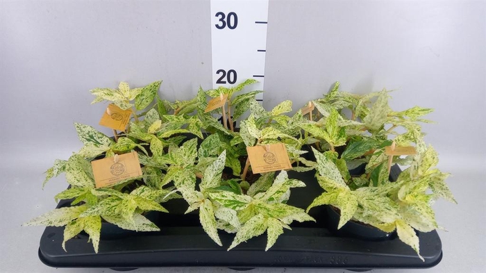 <h4>Pellionia repens 'Variegata'</h4>