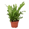 Asplenium nidus 'Campio'