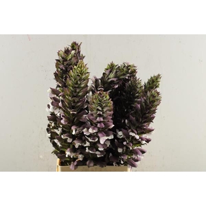 Acanthus Hungaricus L 70