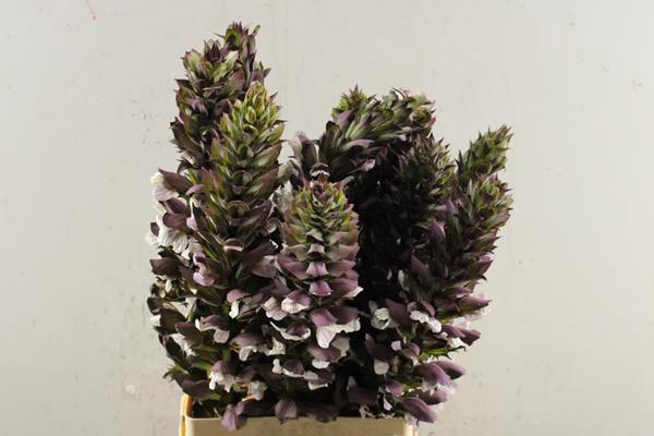 <h4>Acanthus Hungaricus L 70</h4>