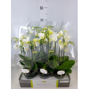 Phalaenopsis multi.   ...white