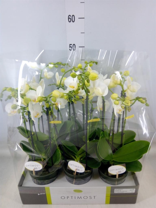 <h4>Phalaenopsis multi.   ...white</h4>