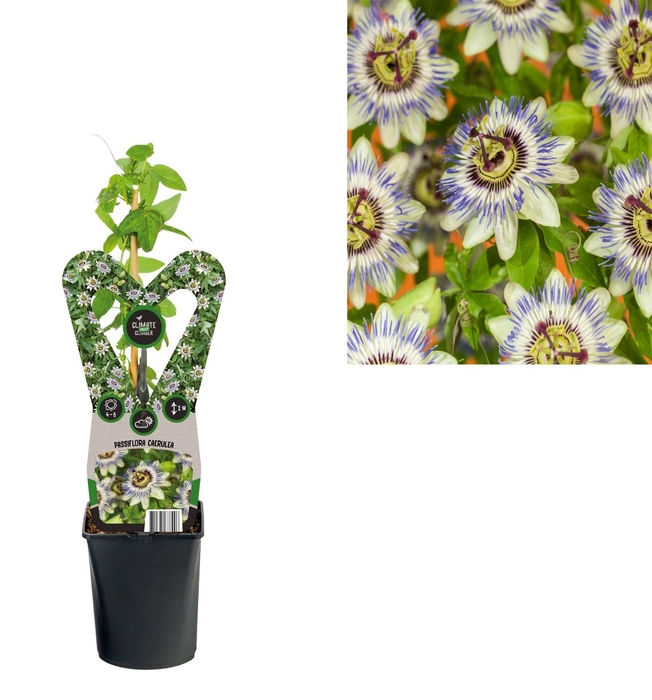 <h4>Passiflora caerul.</h4>
