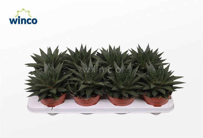 <h4>Gasteria Flow</h4>