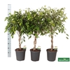 Ficus Twisted Stam Bont
