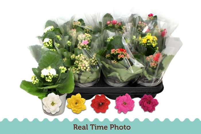 <h4>KAL GE GEM 5 KL</h4>