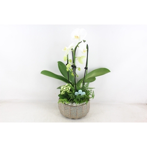 arr2 PL - Ker. organic rond Phal. 250/2