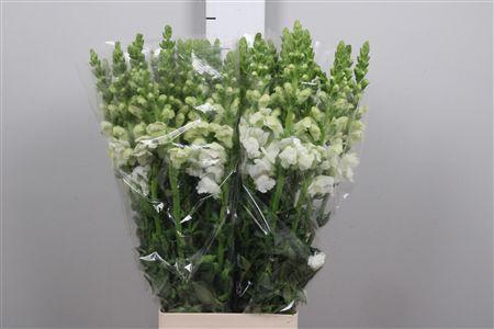 <h4>Antir Antib Earl Whi</h4>