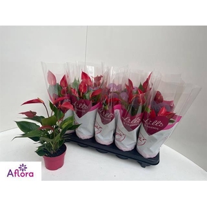 Anthurium Banderola Roja 10,5Ø 15cm 6fl