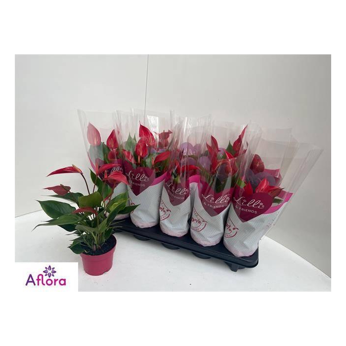 <h4>Anthurium Banderola Roja 10,5Ø 15cm 6fl</h4>