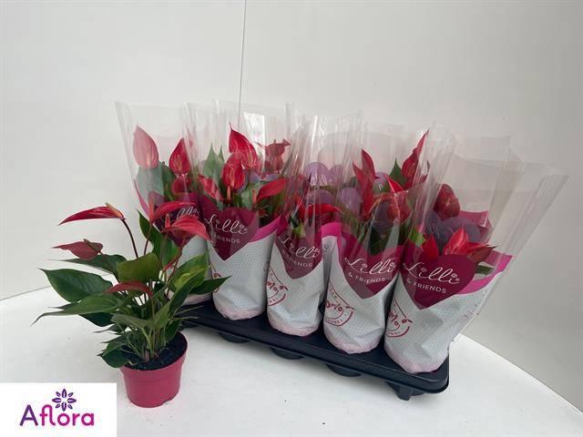 Anthurium Banderola Roja 10,5Ø 15cm 6fl