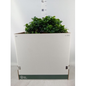 Ficus microcarpa 'Ginseng'