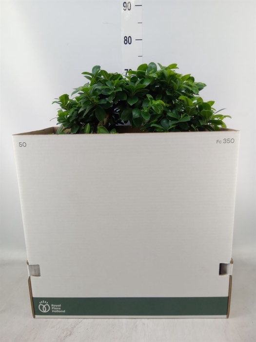 <h4>Ficus microcarpa 'Ginseng'</h4>