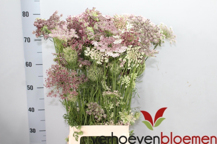 <h4>Daucus Carota Dara</h4>