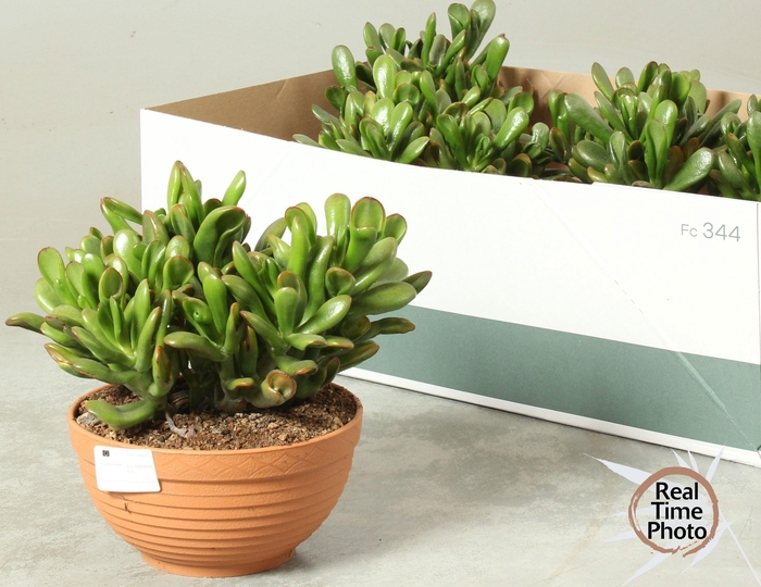 <h4>CRASS GOLLUM</h4>