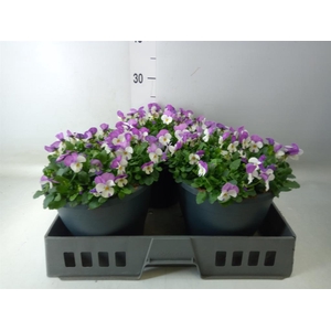 Viola corn. 'Evo Mini Pink Wing'