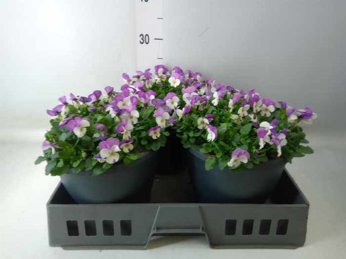 <h4>Viola corn. 'Evo Mini Pink Wing'</h4>