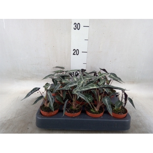 Alocasia amazonica