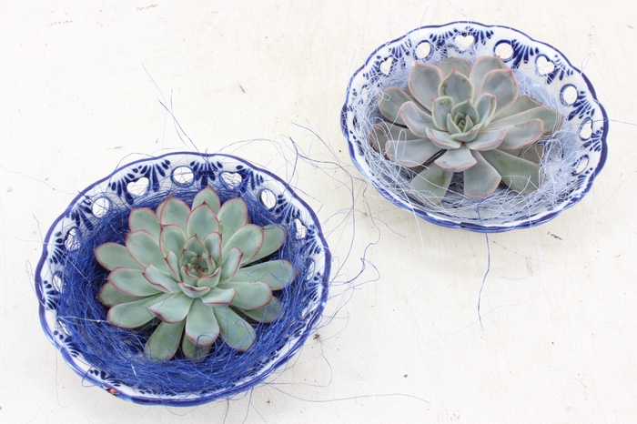 <h4>arr3 Demi - Delft blauw schaaltje x6</h4>