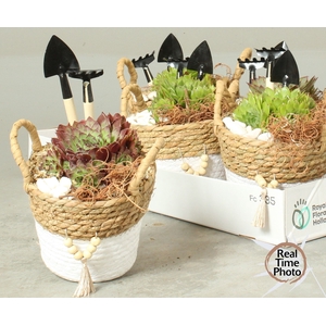 ARR SEMPERVIVUM