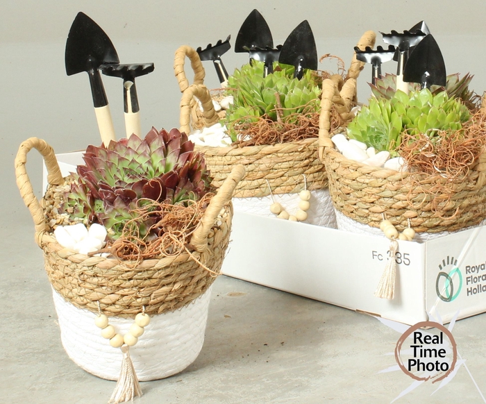 <h4>ARR SEMPERVIVUM</h4>