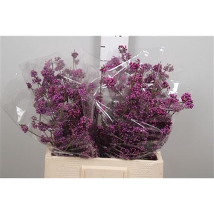 Callicarpa Bod Profu