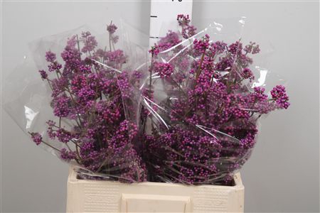 <h4>Callicarpa Bod Profu</h4>