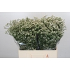 Limonium China White