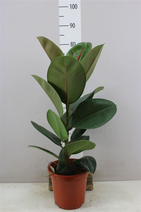 <h4>Ficus Elastica Robusta 85cm</h4>