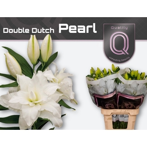 LI OR DU DD PEARL 5+