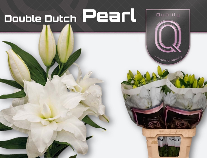 <h4>LI OR DU DD PEARL 5+</h4>