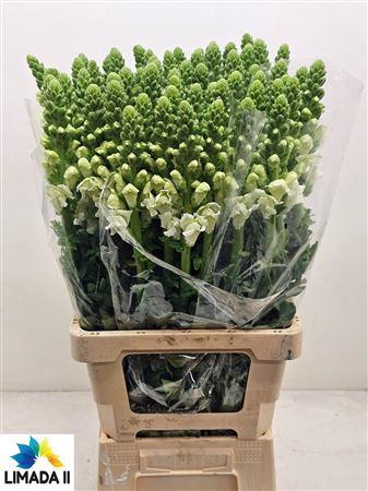 <h4>ANTIR POTO WHITE</h4>