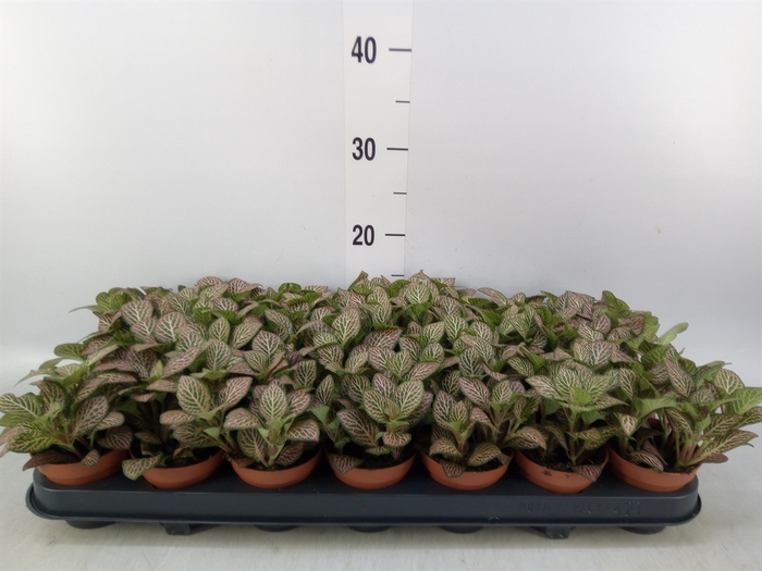 <h4>Fittonia verschaf. 'Red Angel'</h4>
