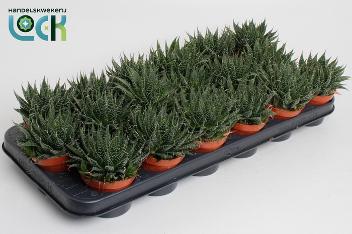 <h4>Aloë Aristata</h4>