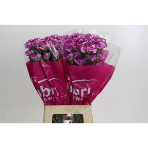 Dianthus St Royal Damascus