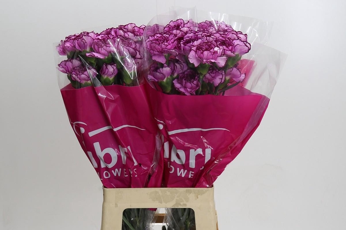 Dianthus St Royal Damascus